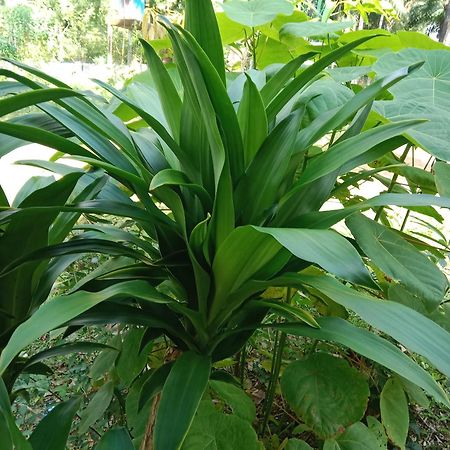 Som Palm Garden Koh Lanta Exterior foto