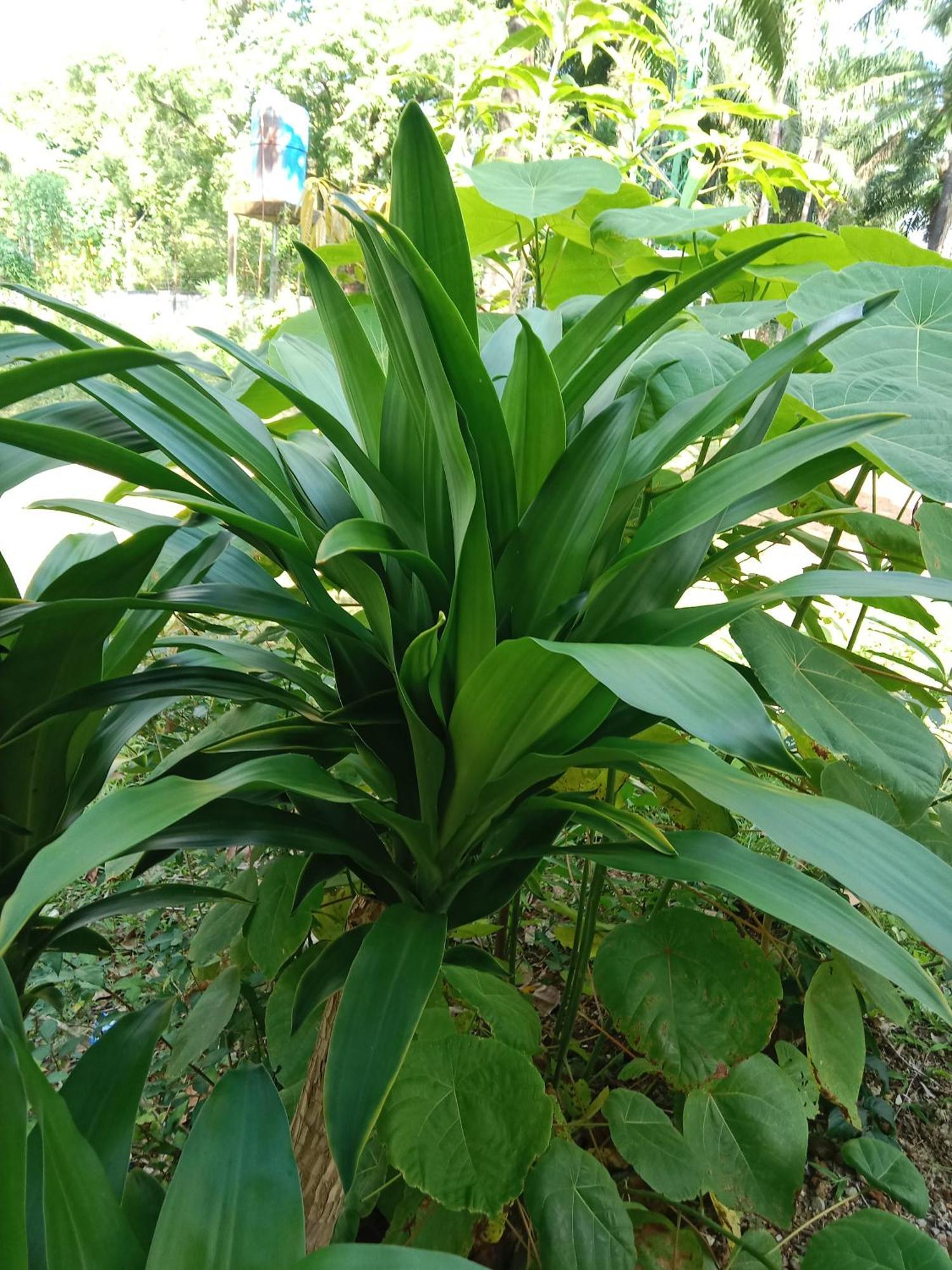 Som Palm Garden Koh Lanta Exterior foto